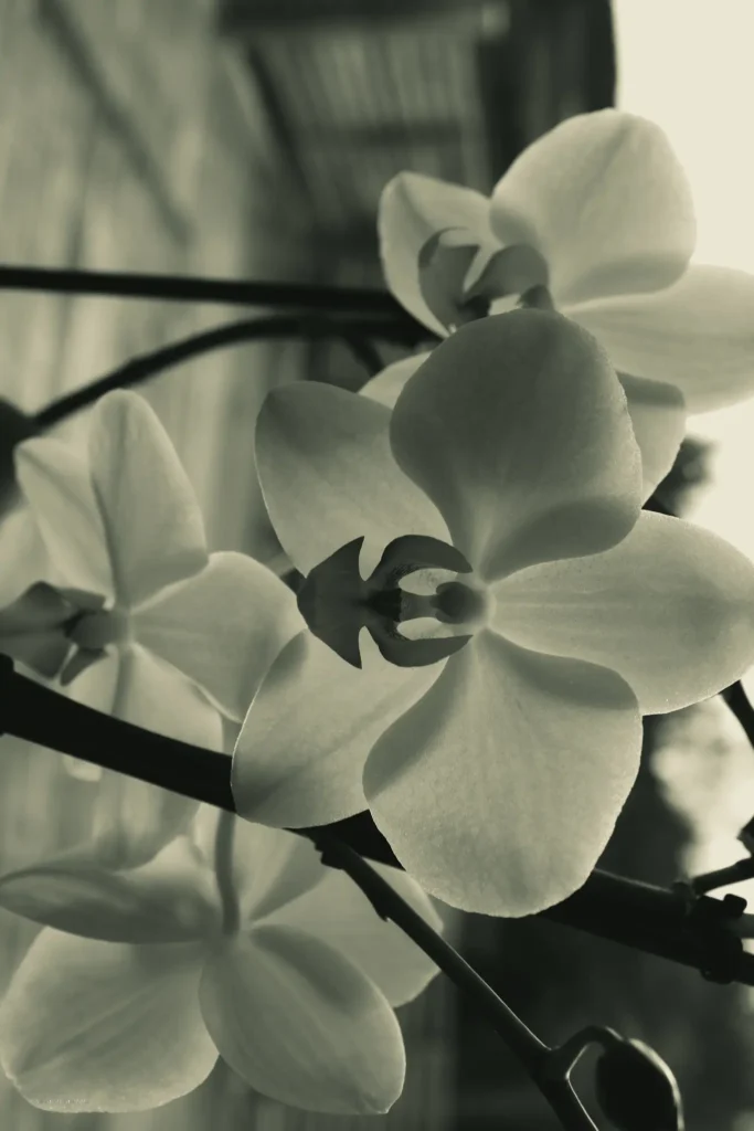 Svartvit orkidé med grönton – konstnärlig blomfotografering av Anna E. Johansson