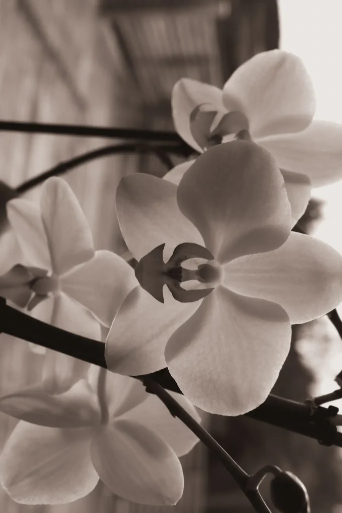 Svartvit orkidé med rosaton – stiliserad blomfotografering av Anna E. Johansson