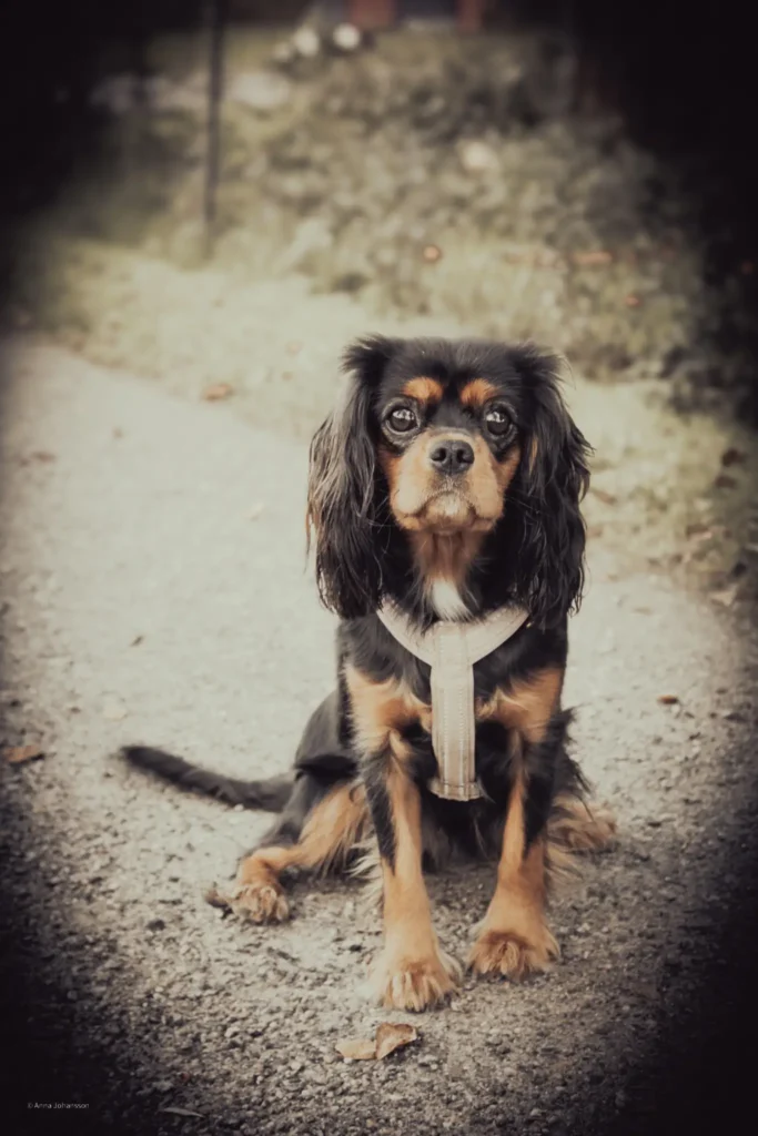 Porträttfoto av Cavalier King Charles Spaniel, tagen av Anna E Johansson digital kommunikatör Bohuslän