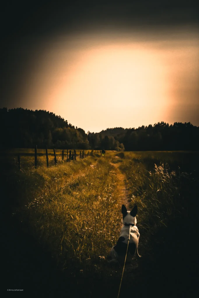 Fotografi med Jack Russell i solnedgång av Anna E. Johansson
